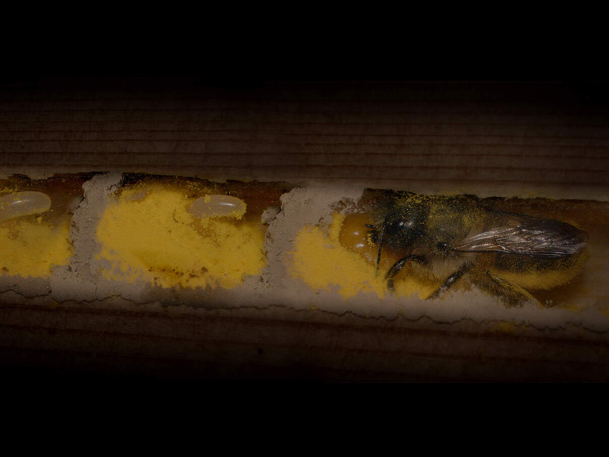 Mauerbiene legt Eier ab