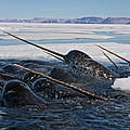 Narwal-Gruppe © Paul Nicklen/National Geographic Stock / WWF-Canada