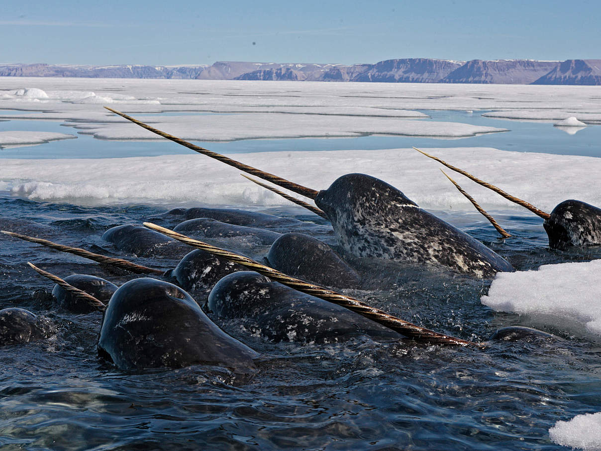 Narwal-Gruppe © Paul Nicklen/National Geographic Stock / WWF-Canada