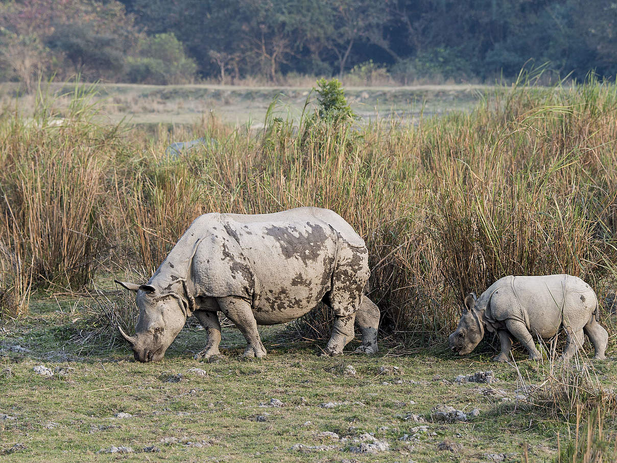 Die Corona-Krise hat auch Auswirkungen auf die Schutzgebiete © Richard Barrett / WWF-UK