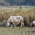 Panzernashorn mit Kalb im Kaziranga-Nationalpark in Indien © Richard Barrett / WWF-UK