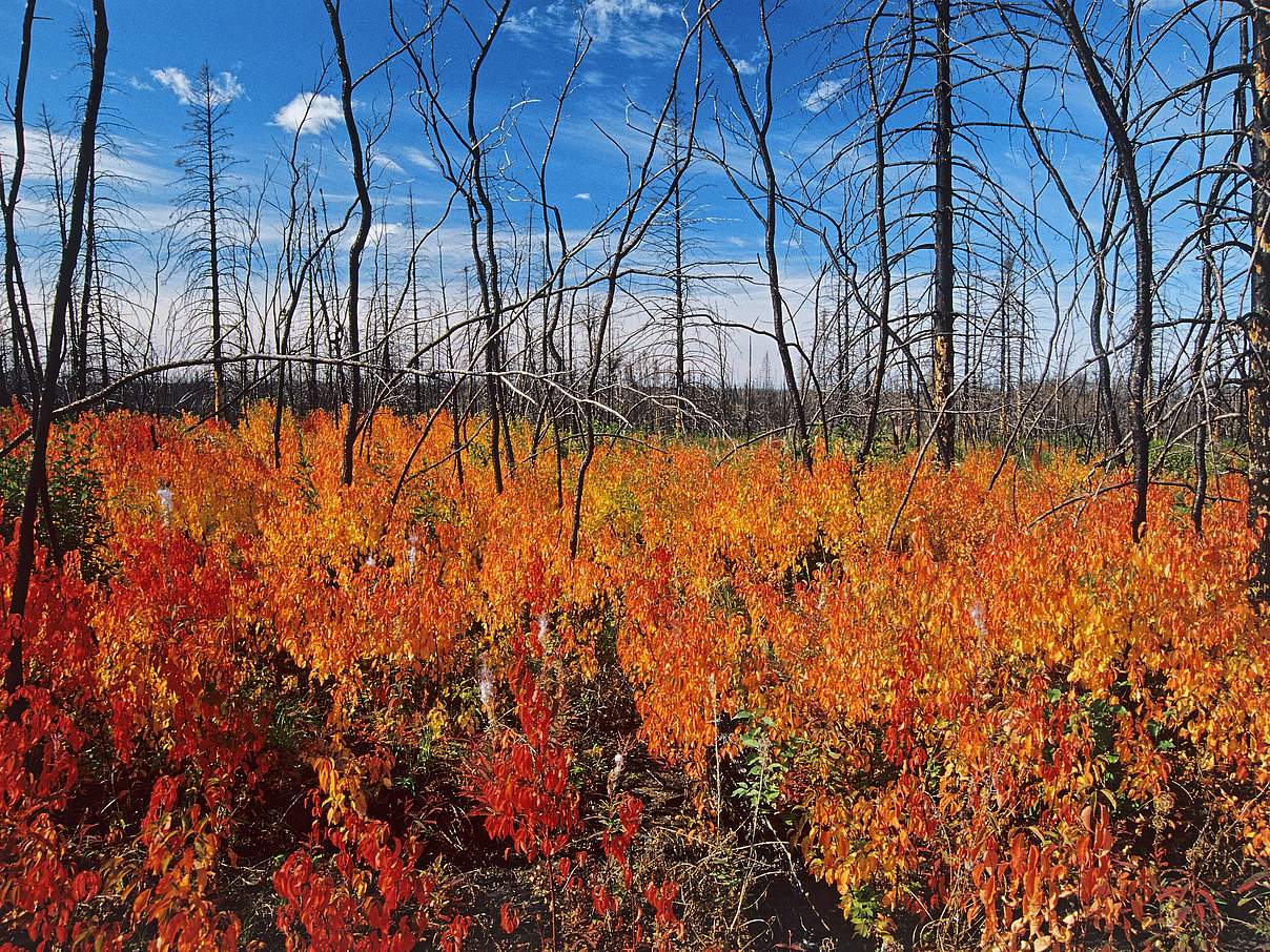 Regeneration Borealer Wald nach einem Brand © imago images / All Canada Photos