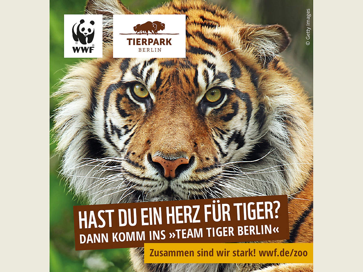 Freianzeige WWF Team Tiger Berlin © WWF