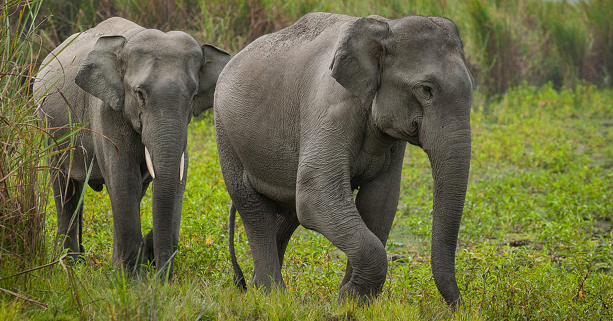 Sensible Dickhäuter: Asiatische Elefanten | WWF