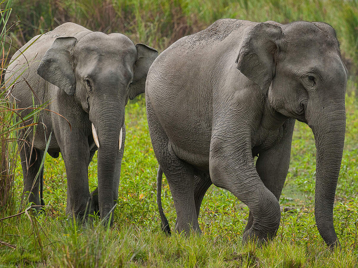 Asiatische Elefanten © Ola Jennersten / WWF Schweden