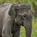 Asiatische Elefanten © Ola Jennersten / WWF Schweden
