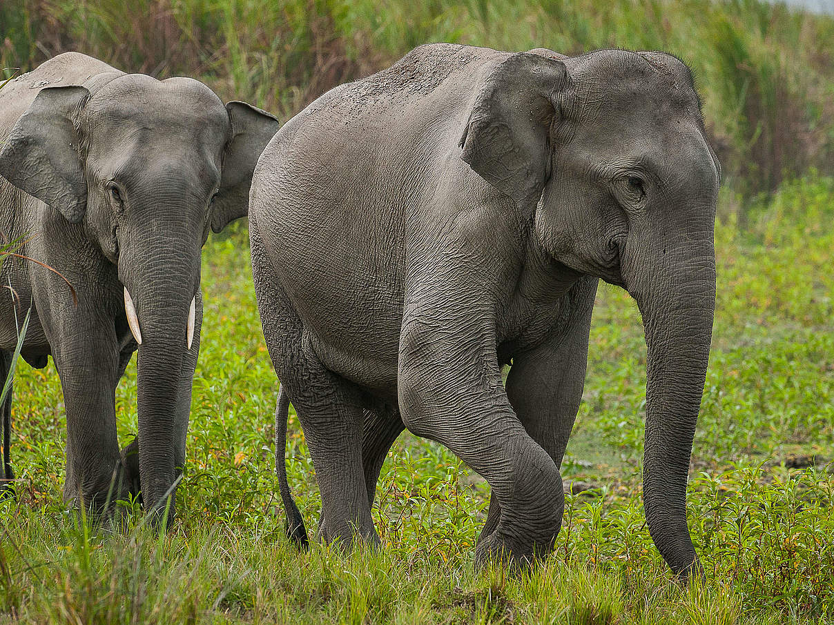 Asiatische Elefanten © Ola Jennersten / WWF Schweden