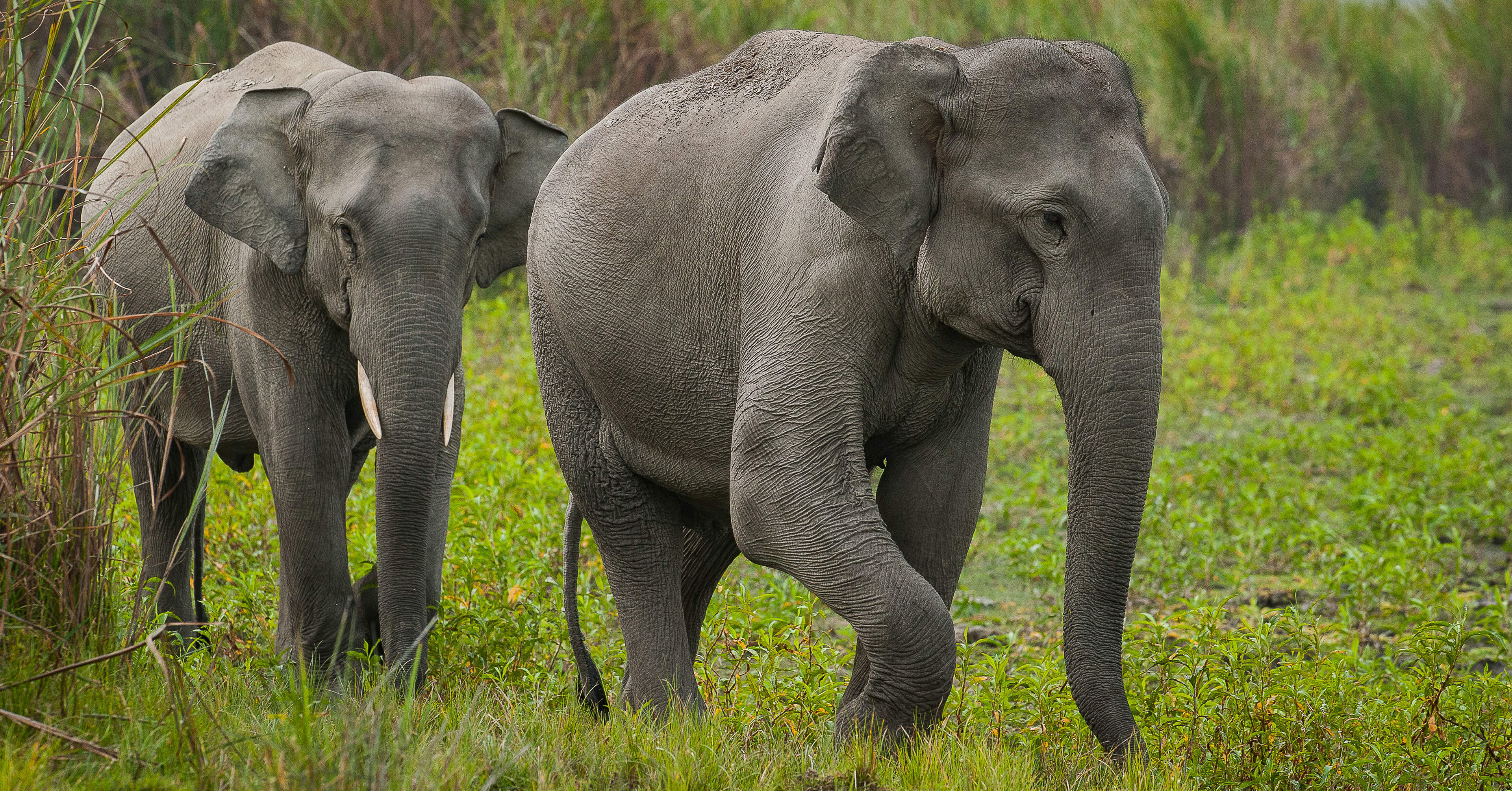 Sensible Dickhäuter Asiatische Elefanten Sensible Dickhäuter Asiatische Elefanten