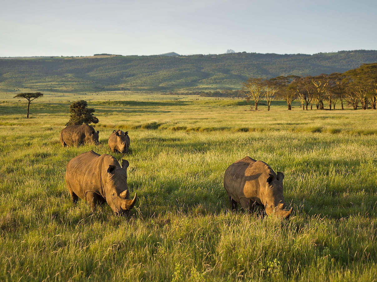 Breitmaulnashörner auf weitem Feld © Martin Harvey / WWF