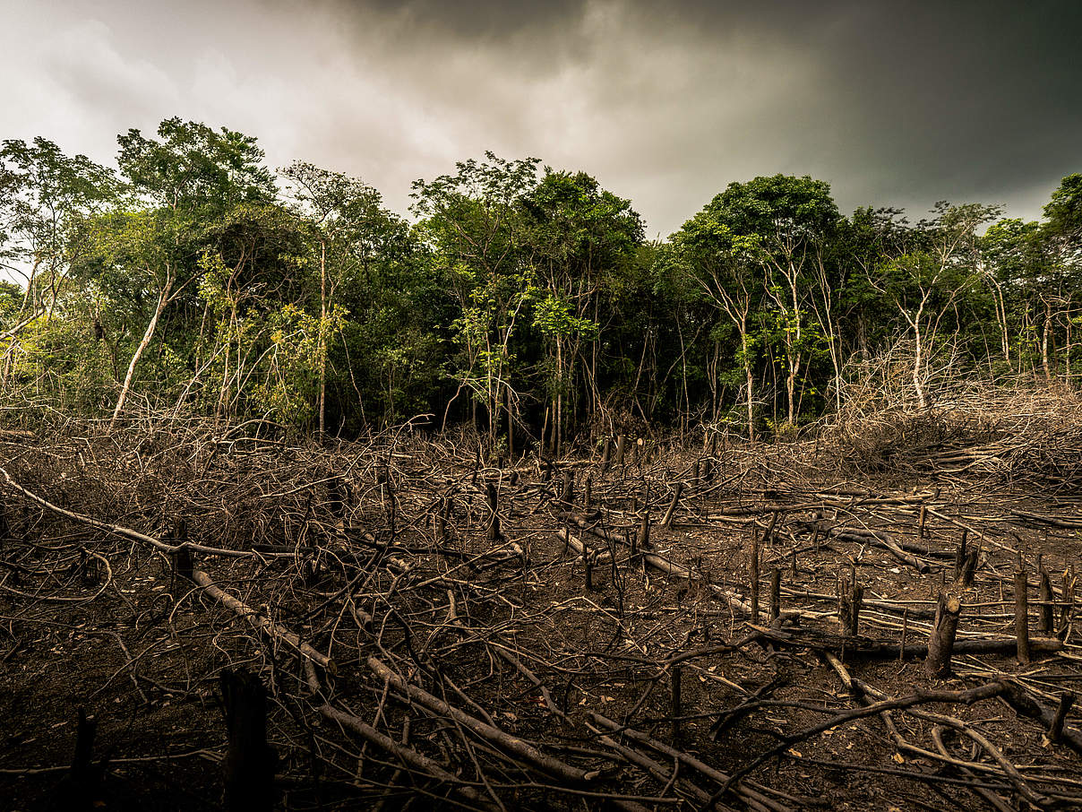 Abholzung © Luis Barreto / WWF UK Abholzung © Luis Barreto / WWF UK