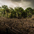 Abholzung © Luis Barreto / WWF UK