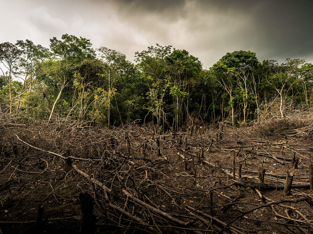 Abholzung bedroht den Chiribiquete-Nationalpark © Luis Barreto / WWF UK