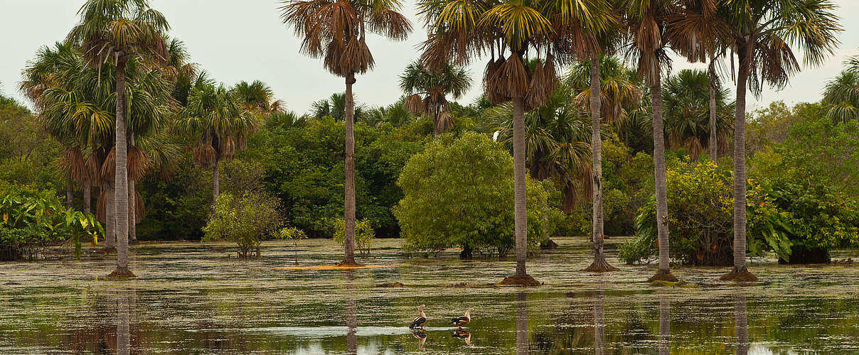 Feuchtsavanne am Orinoco © Jorge Garcia