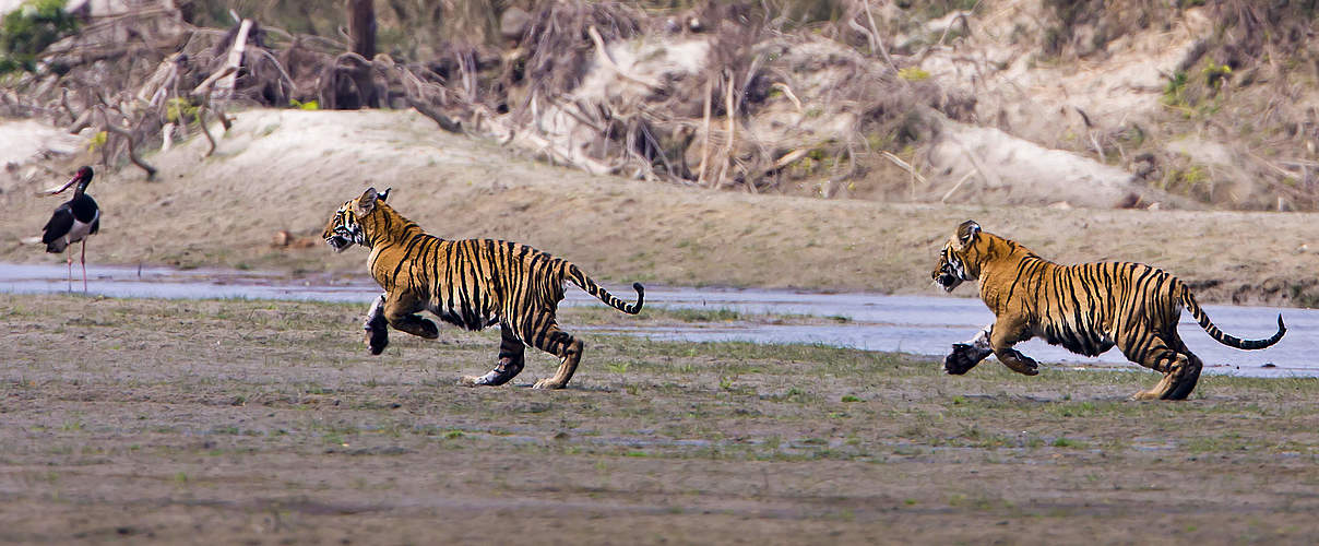In Nepal leben fast dreimal mehr Tiger als vor zwölf Jahren