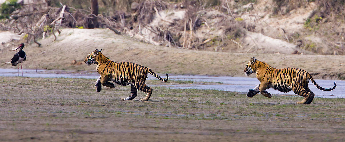 Tigerjunge im Bardia-Nationalpark in Nepal © Shutterstock / Paco Como / WWF International