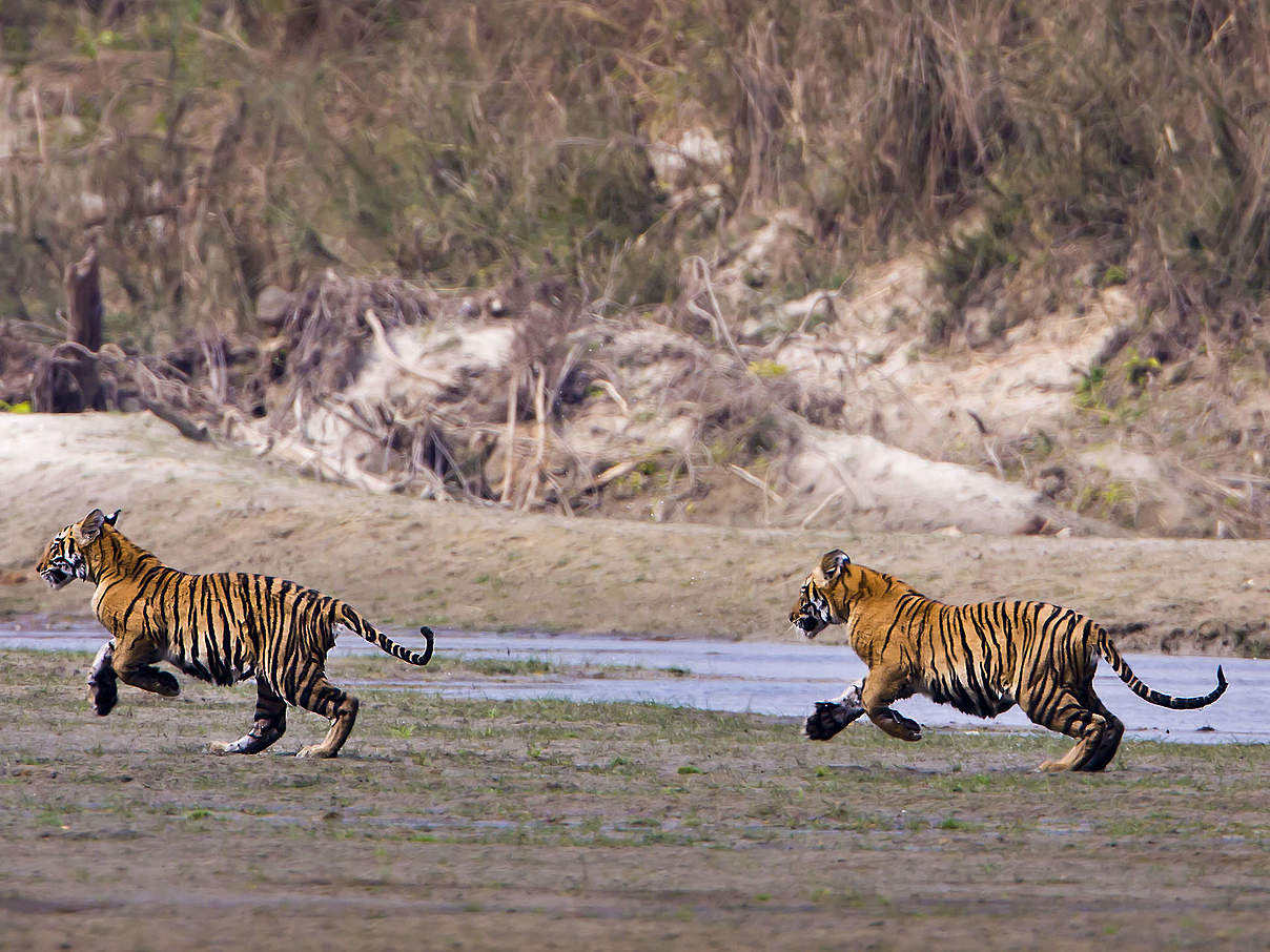 Tigerjunge im Bardia-Nationalpark in Nepal © Shutterstock / Paco Como / WWF International
