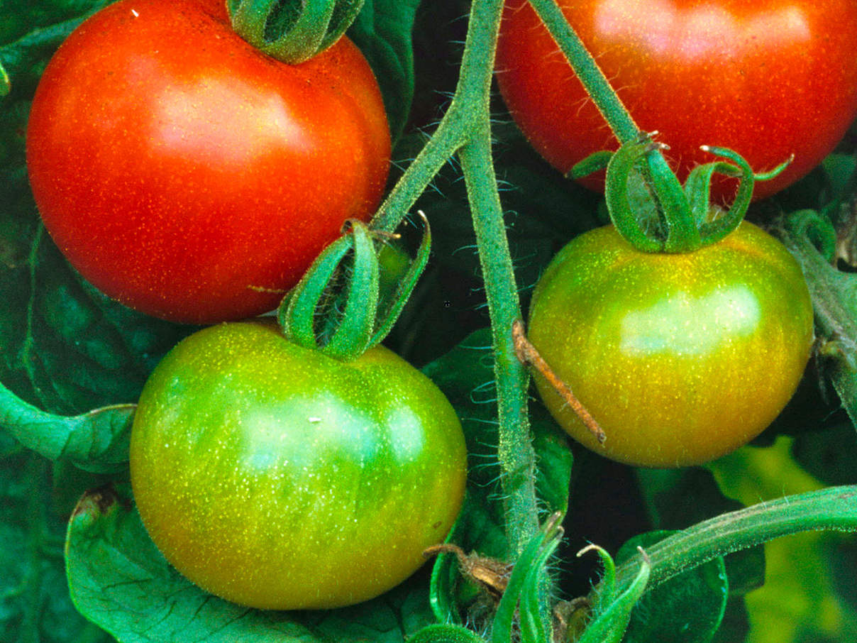 Tomaten wachsen © Edward Parker / WWF