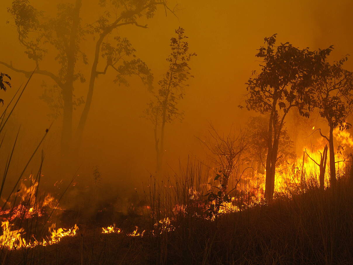 Waldbrände in Indonesien © Frenky Irawan / WWF-Indonesia