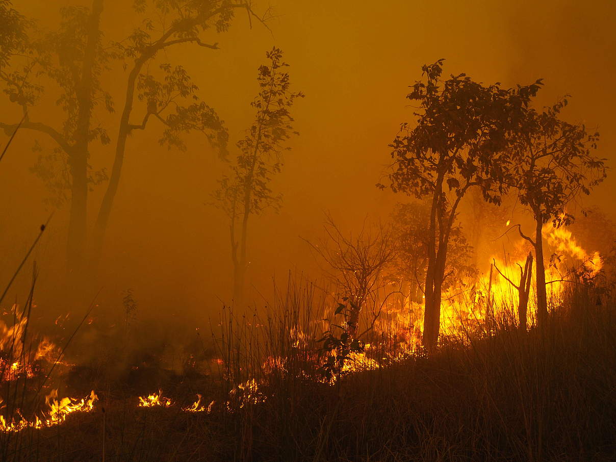 Waldbrände in Indonesien © Frenky Irawan / WWF-Indonesia