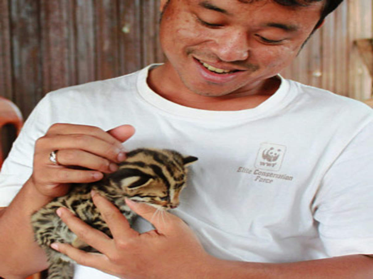 350 Picture 2079 Gerettete Bengalkatze Prionailurus bengalensis c Rohit Singh WWF © Rohit Singh / WWF