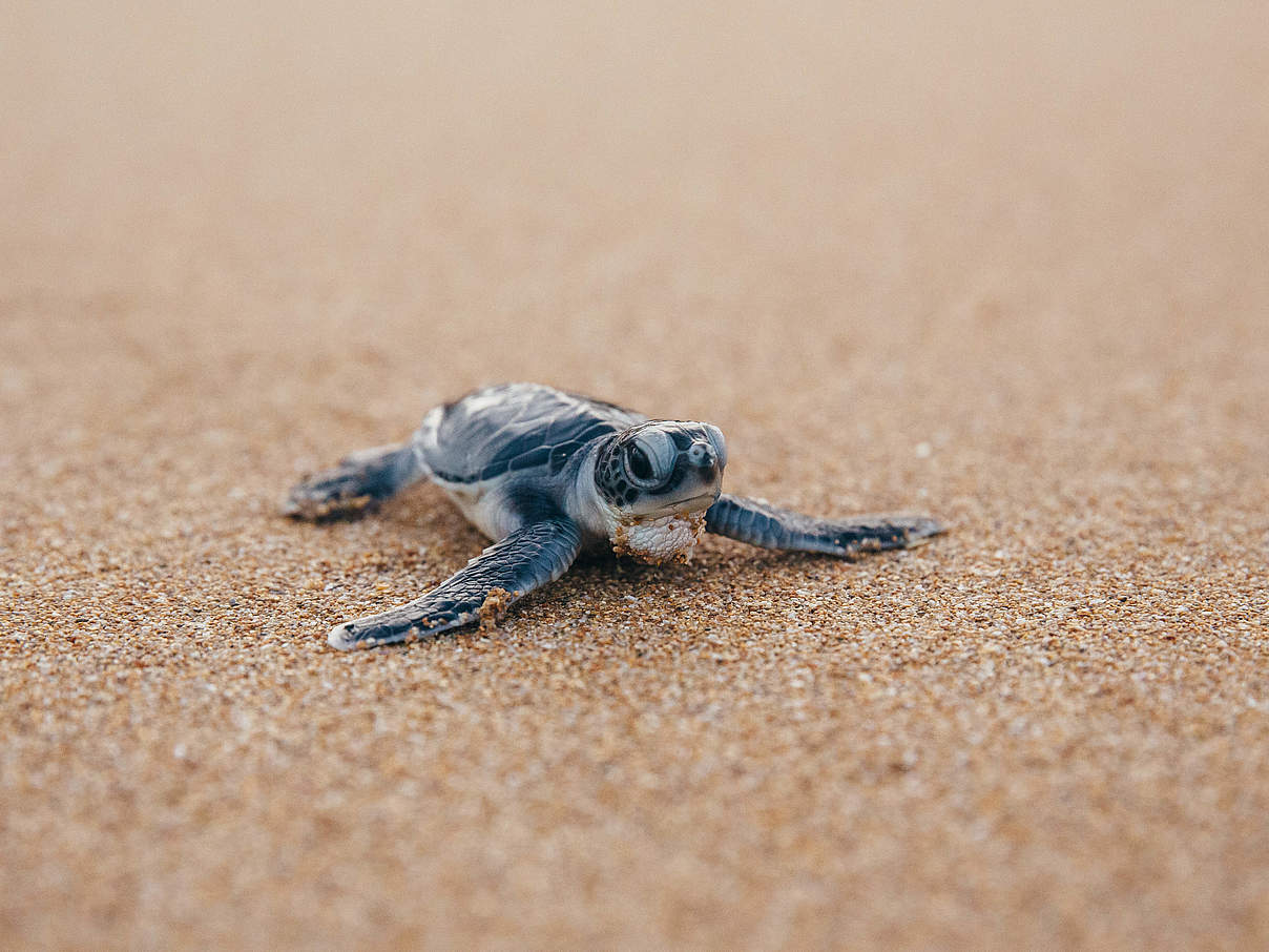 Baby-Schildkröte geschlüpft © Jonathan Caramanus / Green Renaissance / WWF