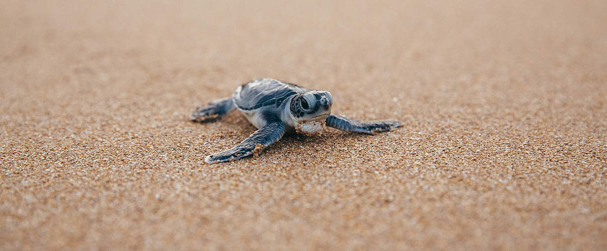 Baby-Schildkröte geschlüpft © Jonathan Caramanus / Green Renaissance / WWF