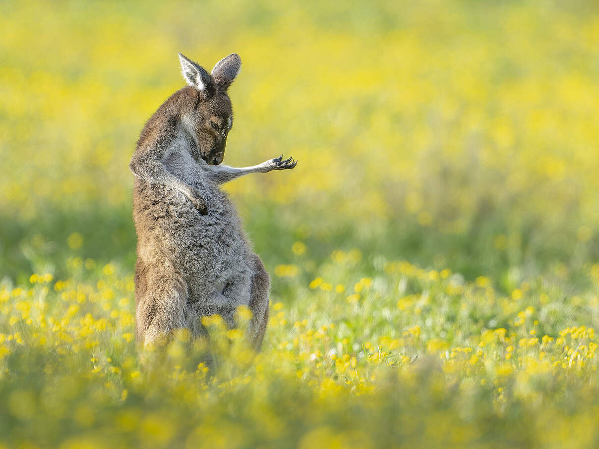Comedy Wildlife Award: Air Guitar Roo © Jason Moore / Comedy Wildlife Award