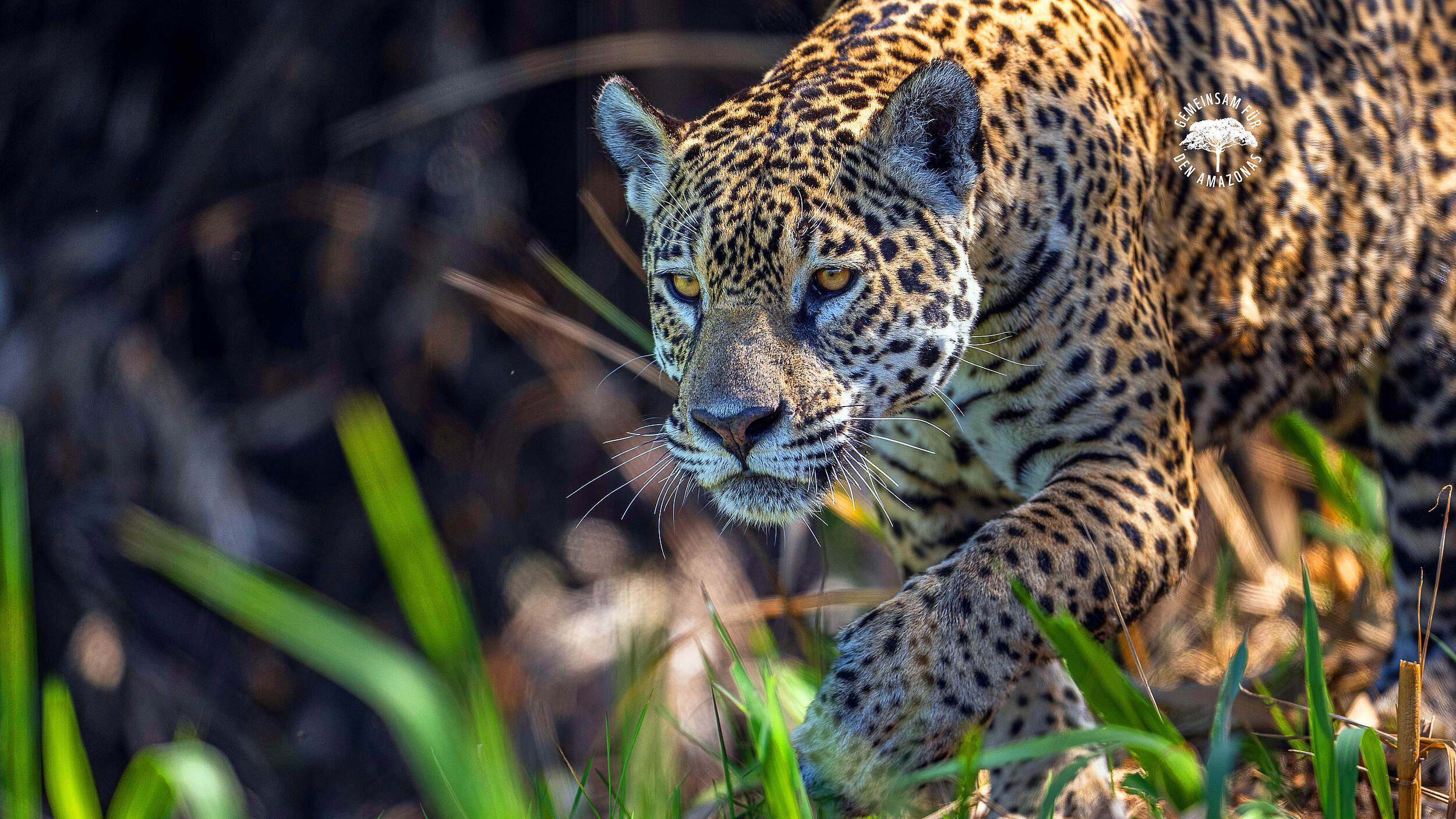 Jaguar Weibchen in Brasilien © WWF Sweden / Ola Jennersten