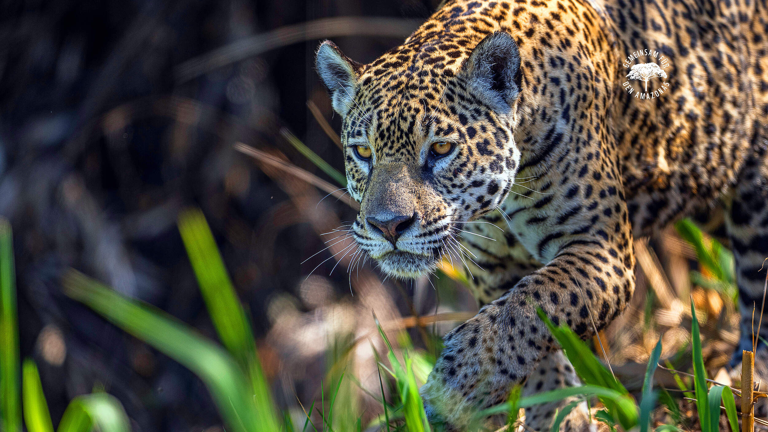 Jaguar Weibchen in Brasilien © WWF Sweden / Ola Jennersten