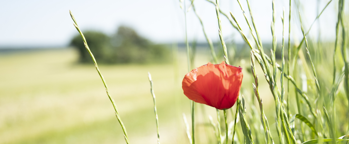 Mohnblume auf Feld © Julia Thiemann / WWF