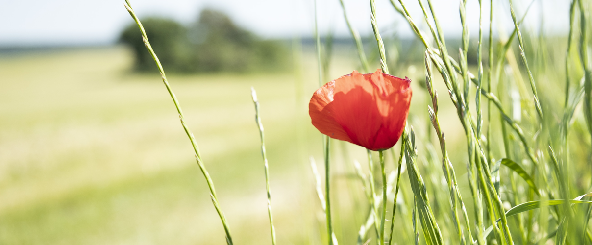 Mohnblume auf Feld © Julia Thiemann / WWF