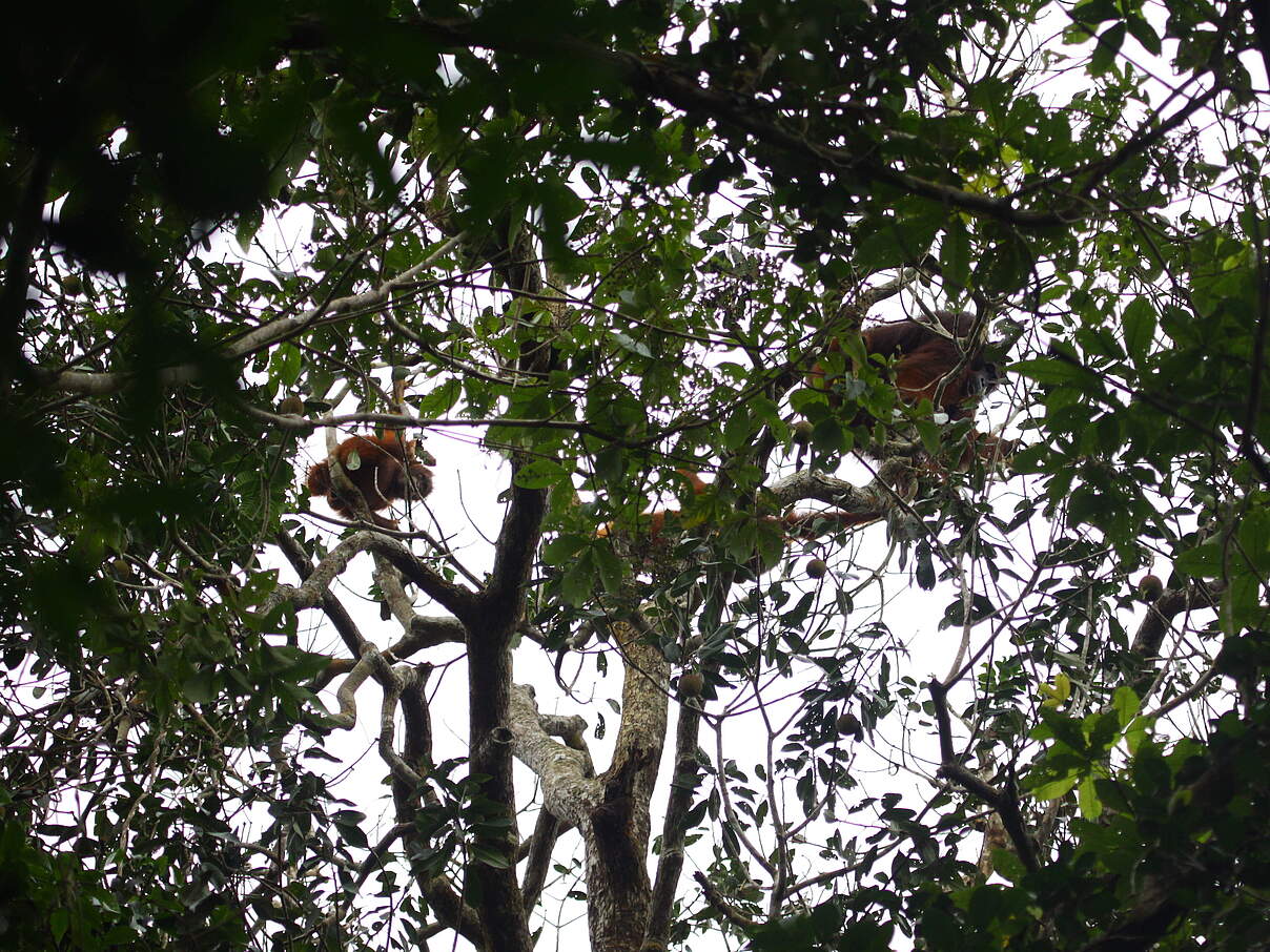 Verbundene Korridore sind für die Orang-Utans sehr wichtig.