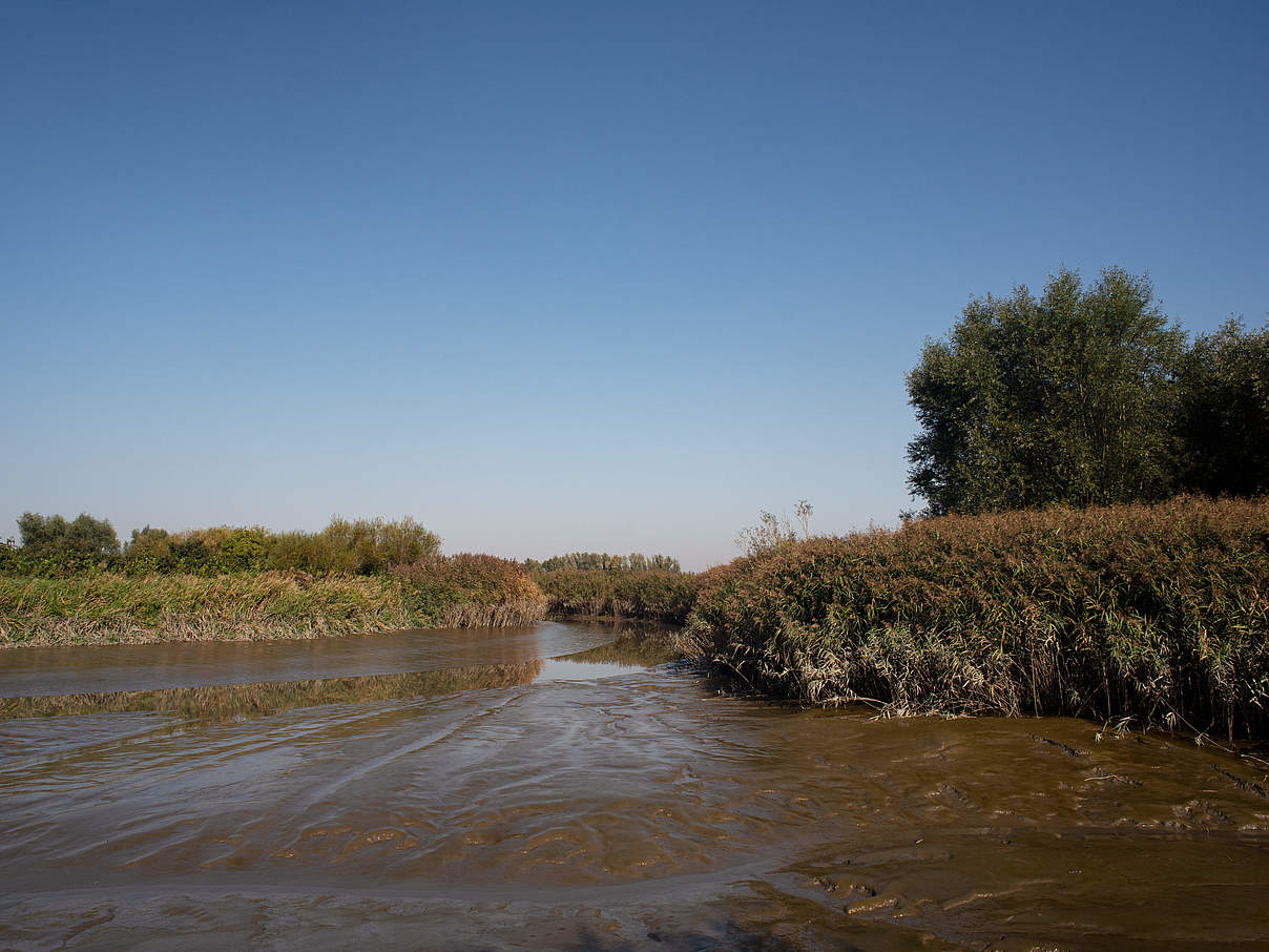 Verschlicktes Gewässersystem Asselersand © Claudi Nir / WWF Deutschland Verschlicktes Gewässersystem Asselersand © Claudi Nir / WWF Deutschland