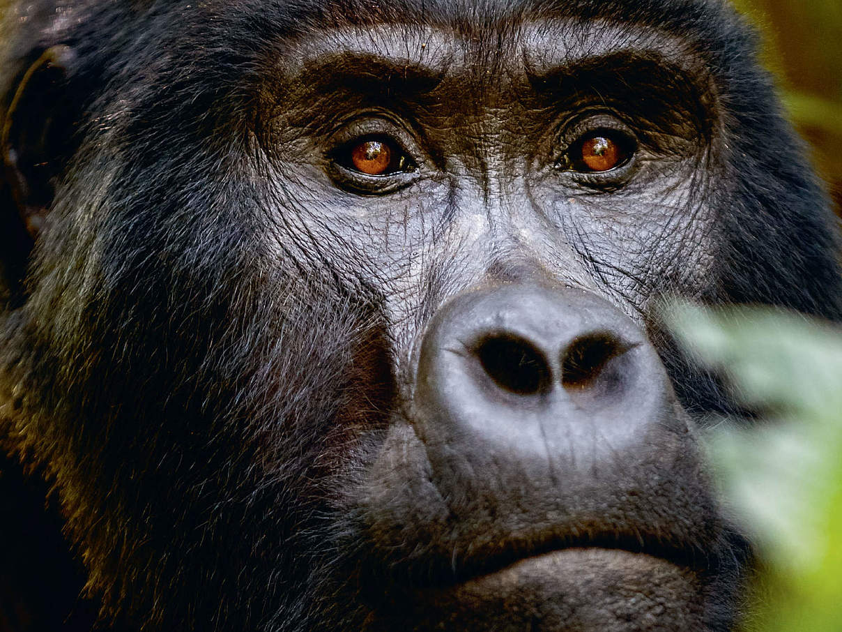 WWF-Urkunde Gorilla © WWF