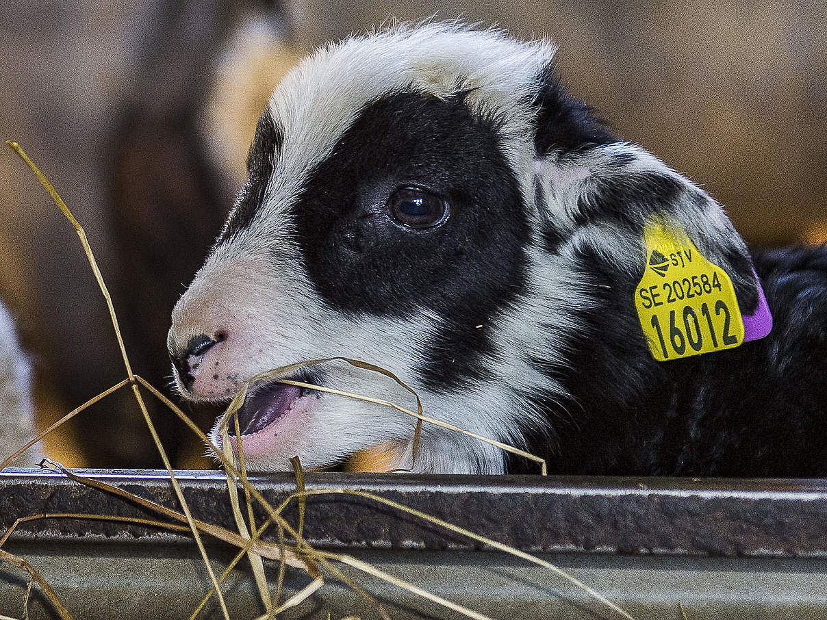 Lamm im Stall © Ola Jennersten / WWF Sweden