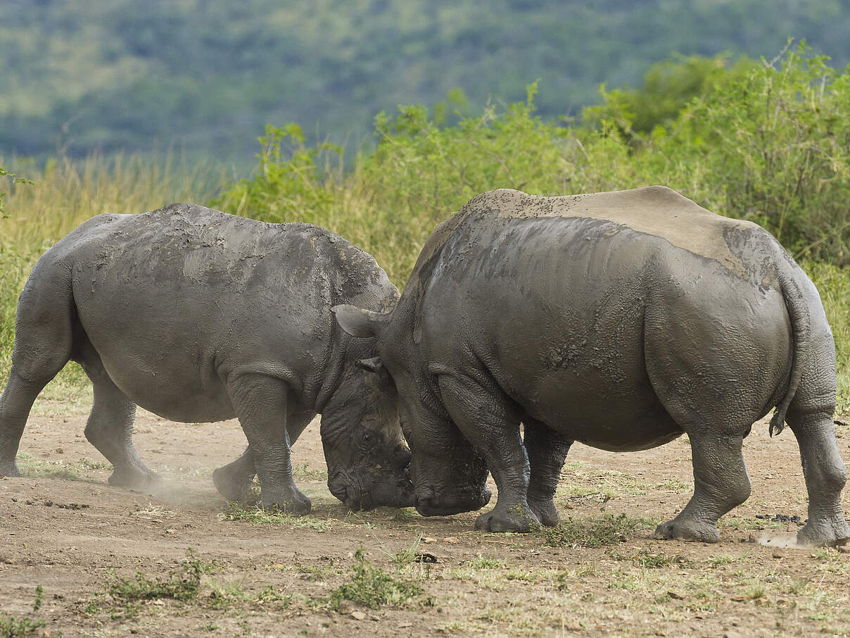 Zwei Breitmaulnashorn-Bullen kämpfen
