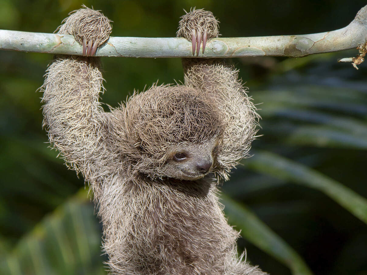 Ein junges Faultier hängt an einem Ast © GettyImages