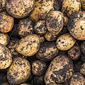  Frisch geerntete Kartoffeln © Ola Jennersten / WWF-Sweden