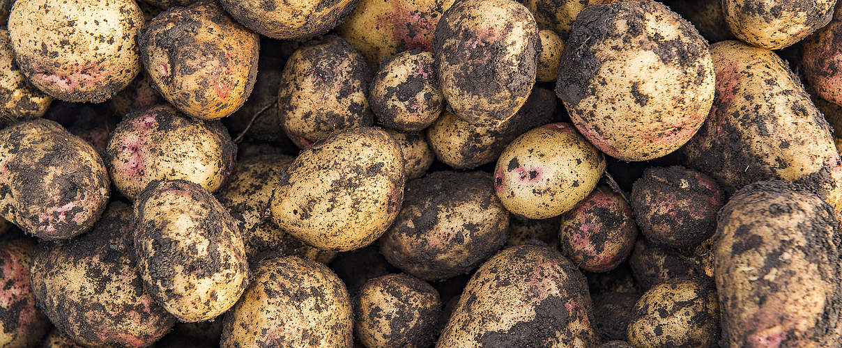  Frisch geerntete Kartoffeln © Ola Jennersten / WWF-Sweden