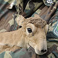 Neugeborene Saiga-Antilope © Wild Wonders of Europe / Igor Shpilenok / WWF