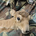 Neugeborene Saiga-Antilope © Wild Wonders of Europe / Igor Shpilenok / WWF