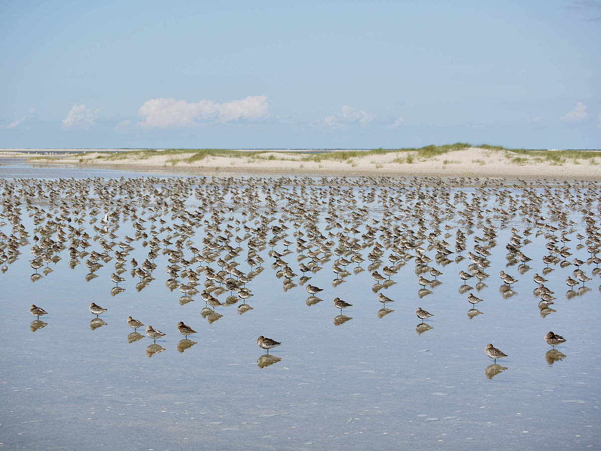 Wattwanderung Minsener Oog © H.-U. Rösner / WWF