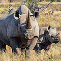 Spitzmaulnashorn © iStock Getty Images