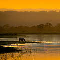 Asiatisches Nashorn trinkt bei Sonnenuntergang im Kaziranga-Nationalpark © Richard Barrett / WWF-UK