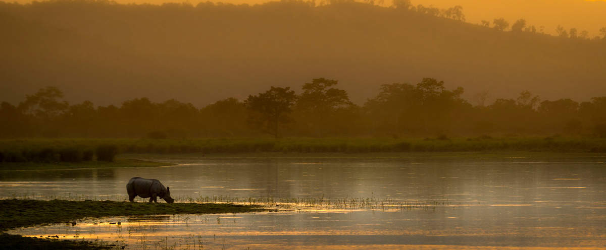 Asiatisches Nashorn trinkt bei Sonnenuntergang im Kaziranga-Nationalpark © Richard Barrett / WWF-UK