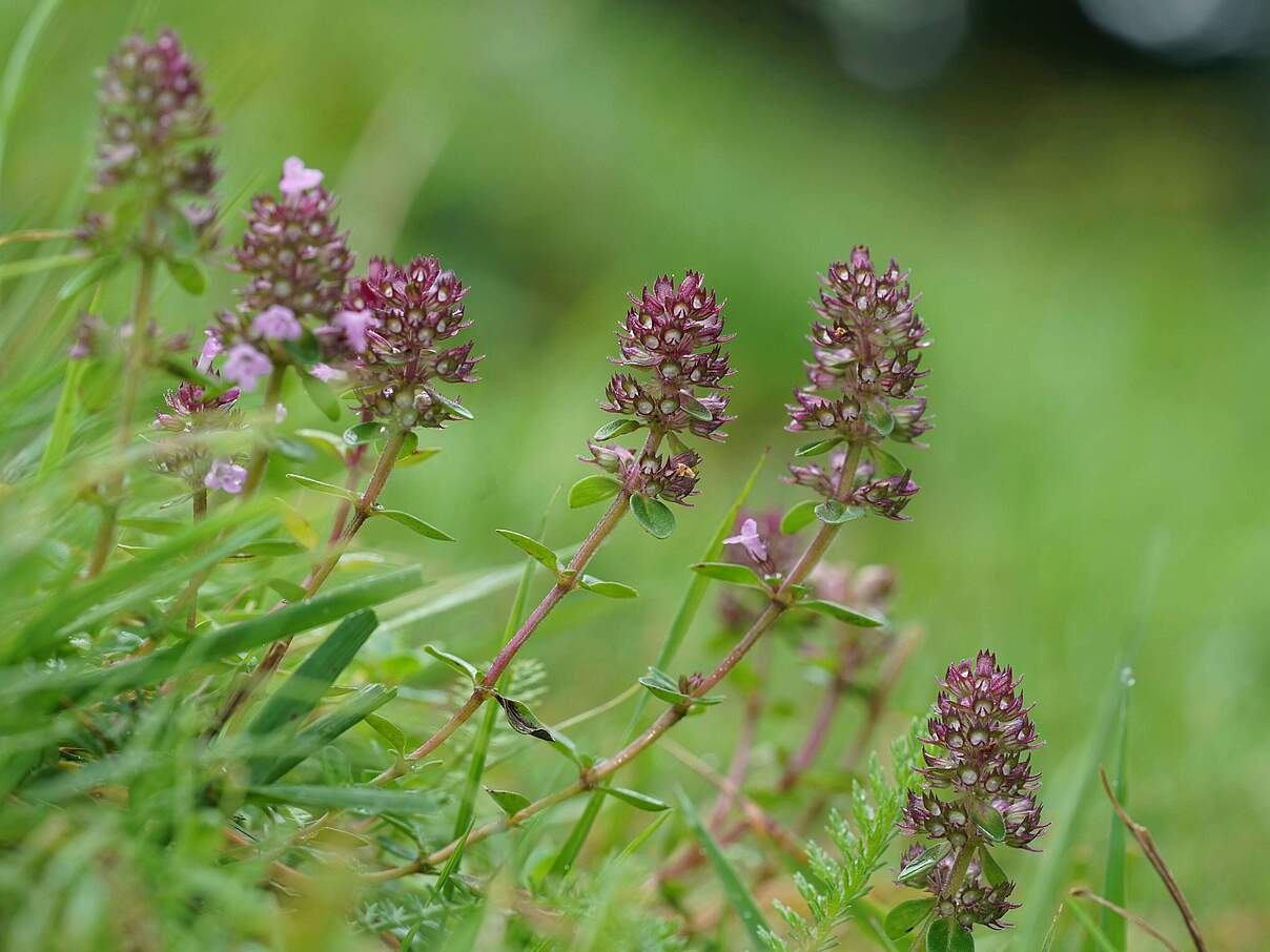 Quendel (Garten Thymian)