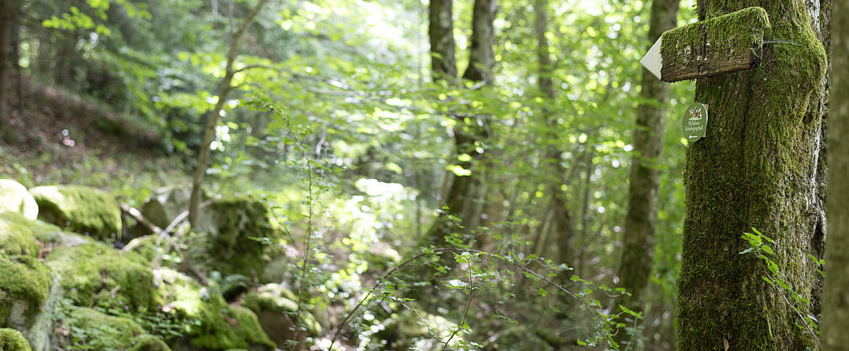 Wildnis Erlebnispfad - verwilderte Wälder © Sebastian Kautz / WWF