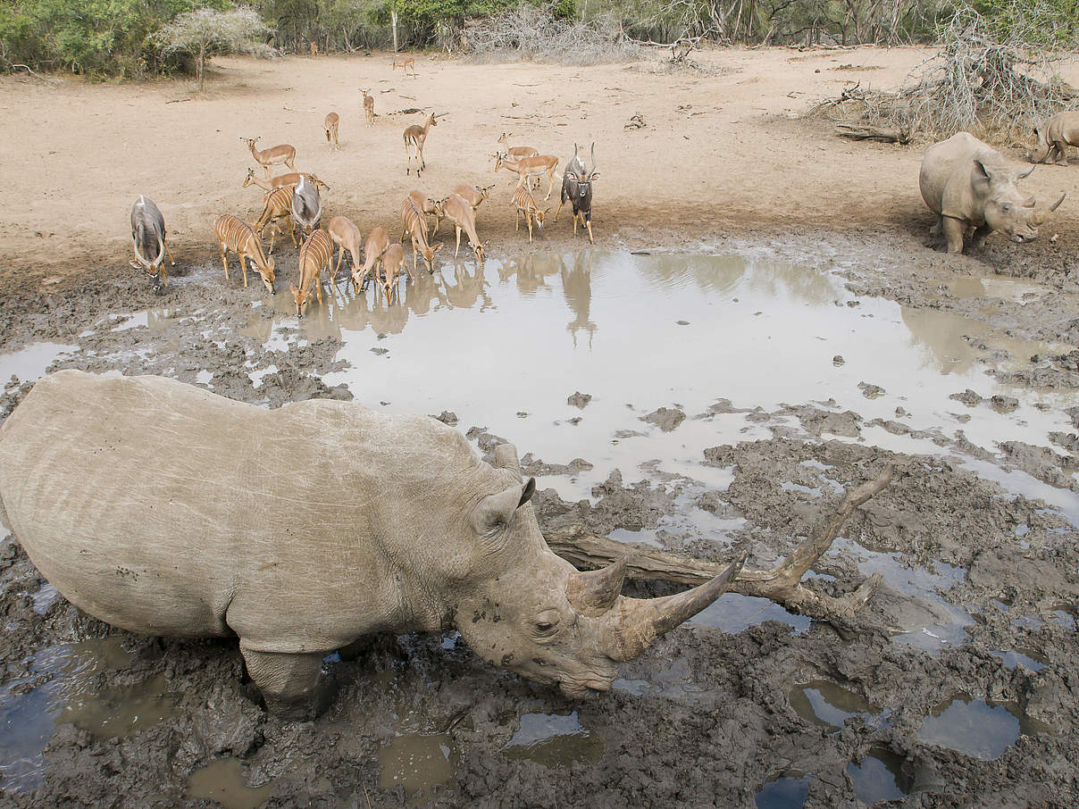 Breitmaulnashörner trinken am Wasserloch © Peter Chadwick / WWF