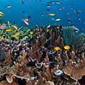 Riffhang auf den Salomonen © Shutterstock / Ethan Daniels / WWF