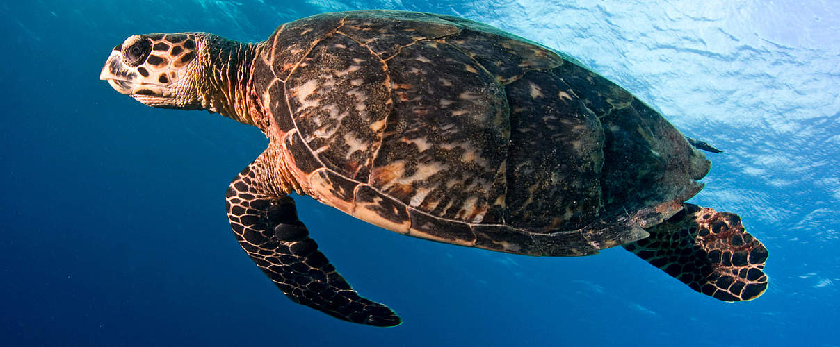 Meeresschildkröte © Antonio Busiello / WWF-US